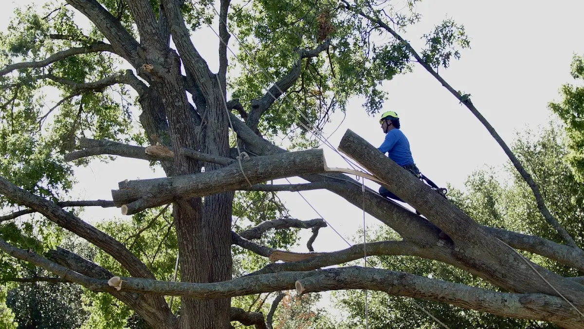 Professional Crown Thinning performed by certified arborists in Crestline