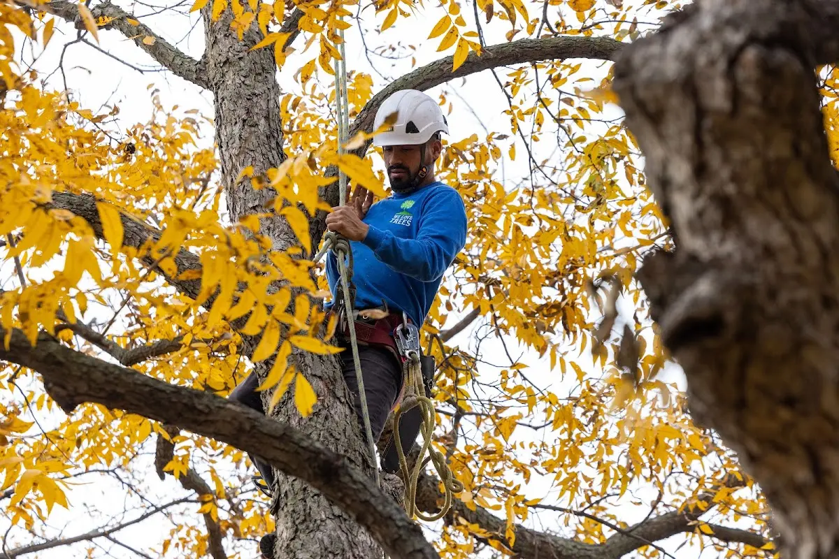 Skilled Tree Trimming crew working in Crestline