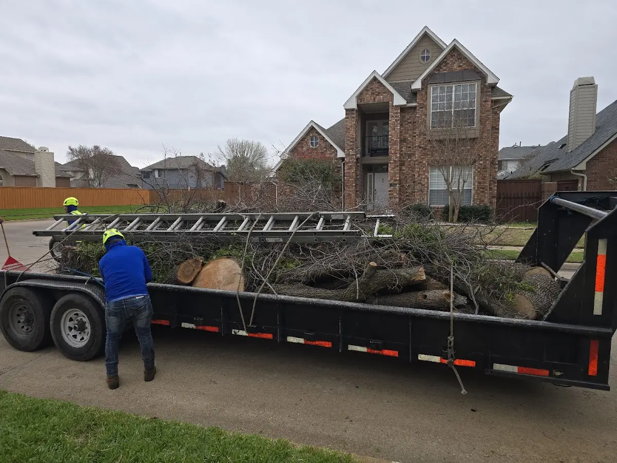 Expert Tree Fertilization with proper safety equipment in Crestline